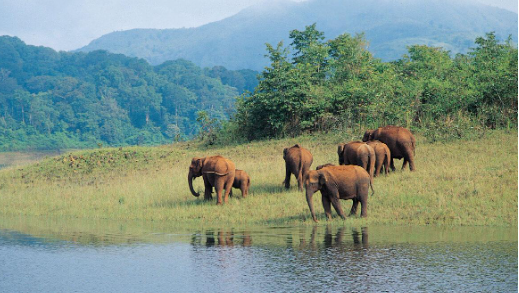Elephants at Thekkady
