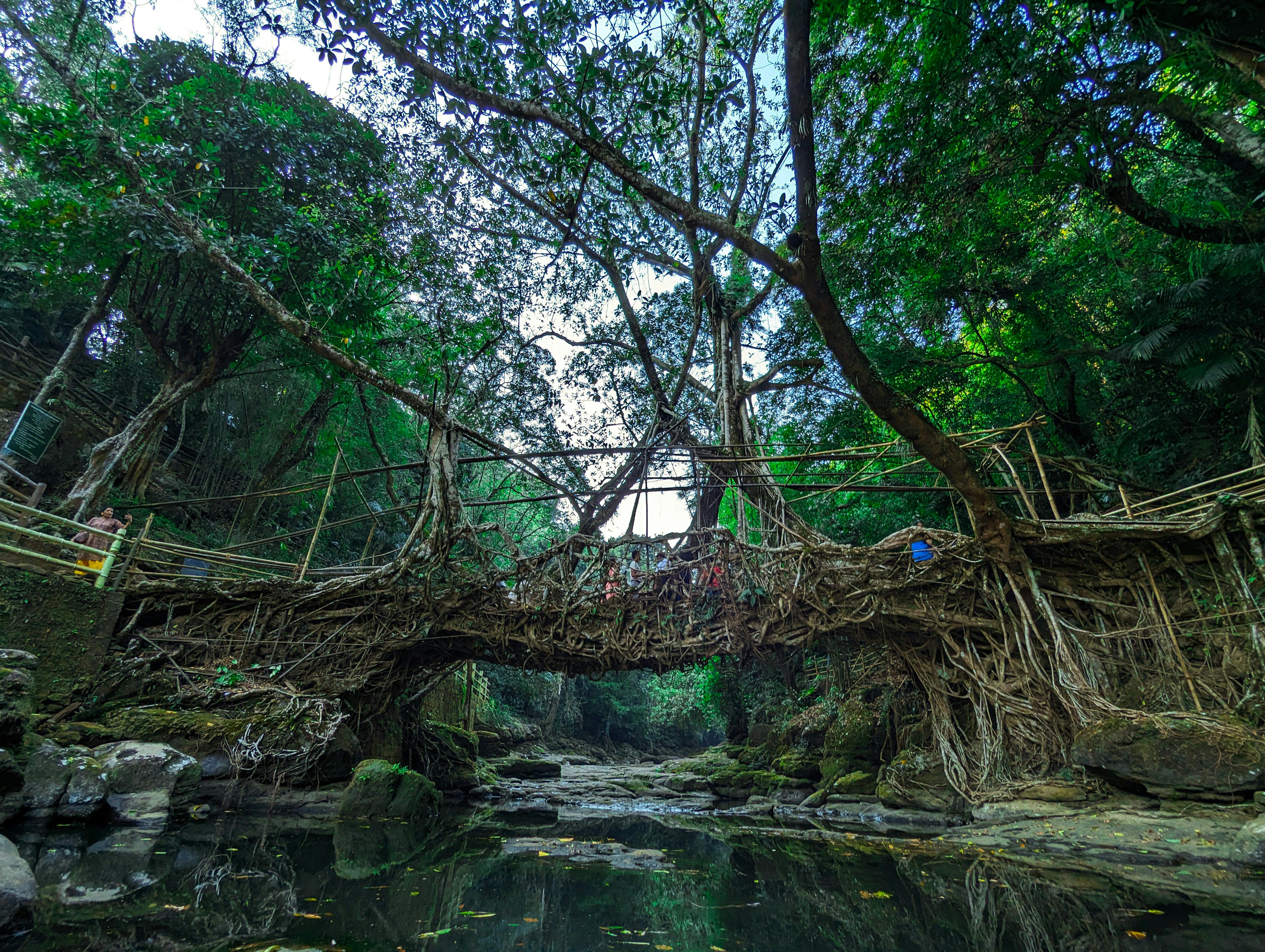 Living Root Bridge